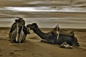 location voiture agadir